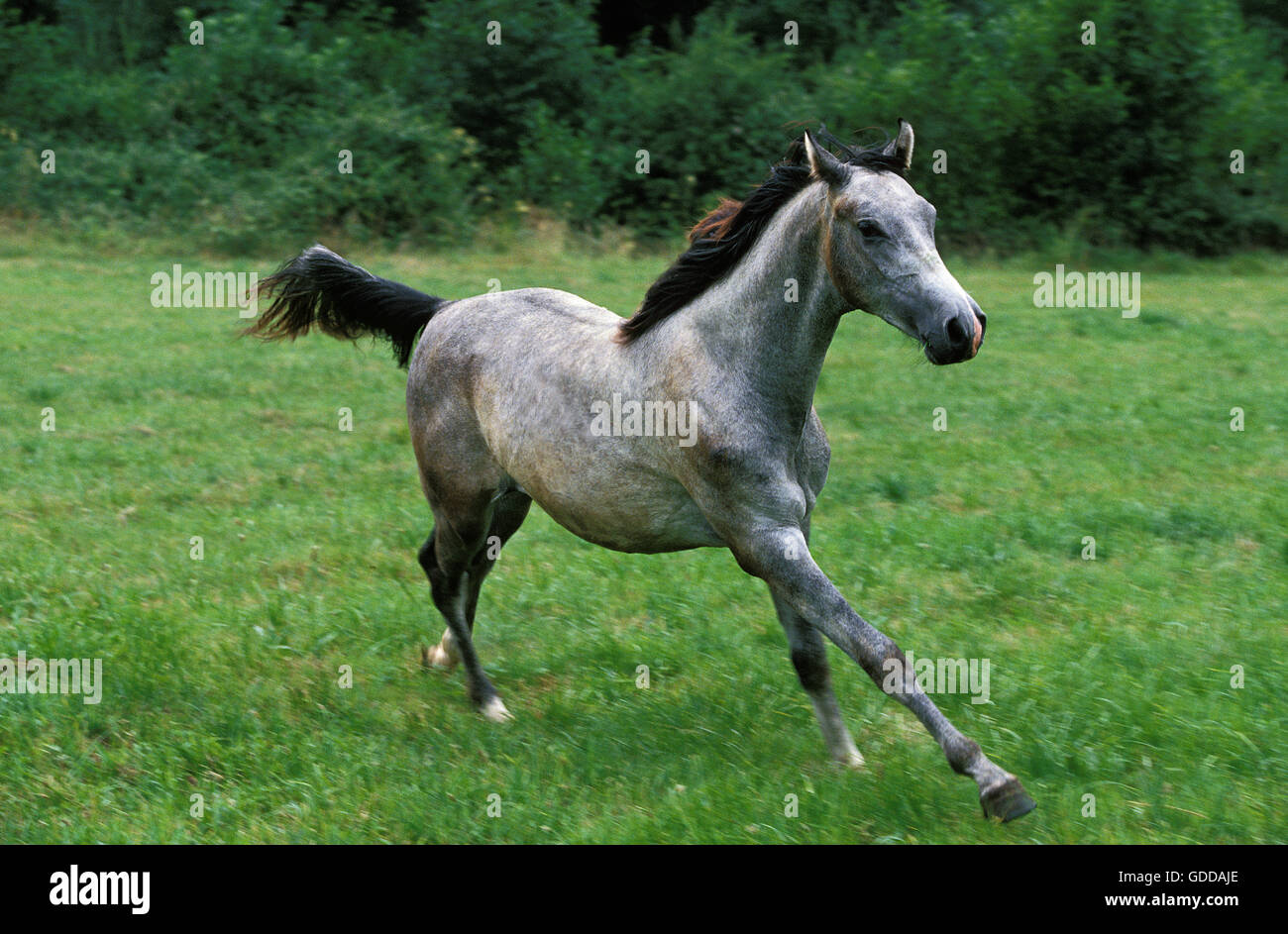 Shagya cavallo galoppante degli adulti attraverso il prato Foto Stock