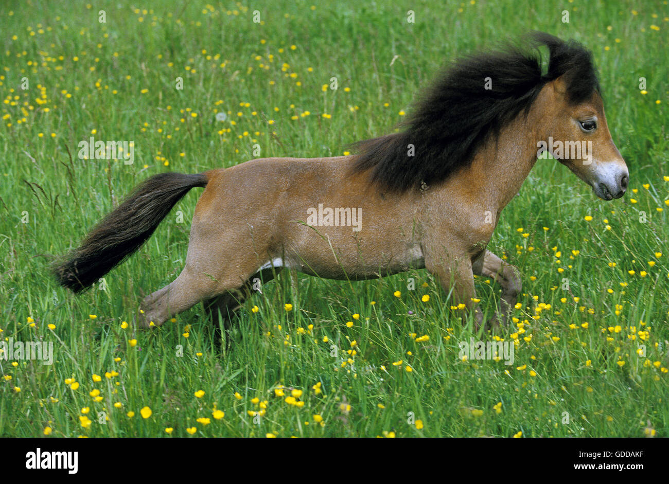 Americano di cavalli in miniatura, adulto in Prato Foto Stock