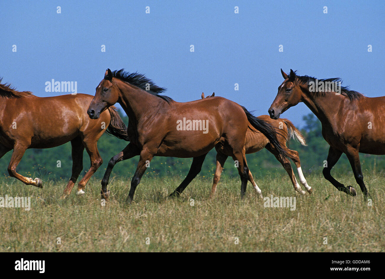 Anglo Arabo, cavallo galoppante della mandria attraverso Prato Foto Stock