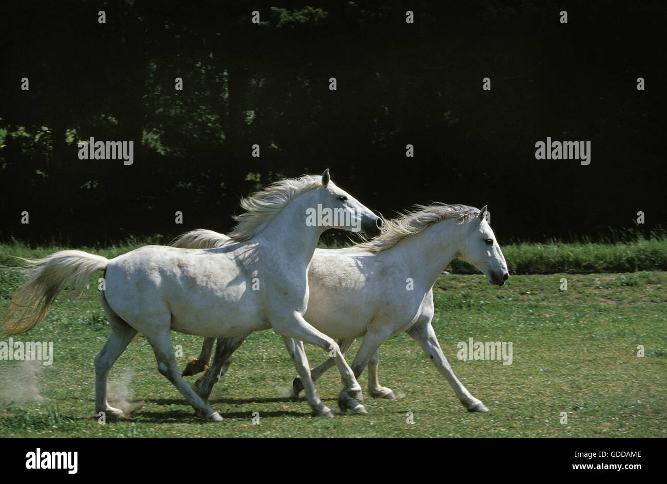 LIPIZZAN cavallo, coppia al galoppo attraverso Prato Foto Stock
