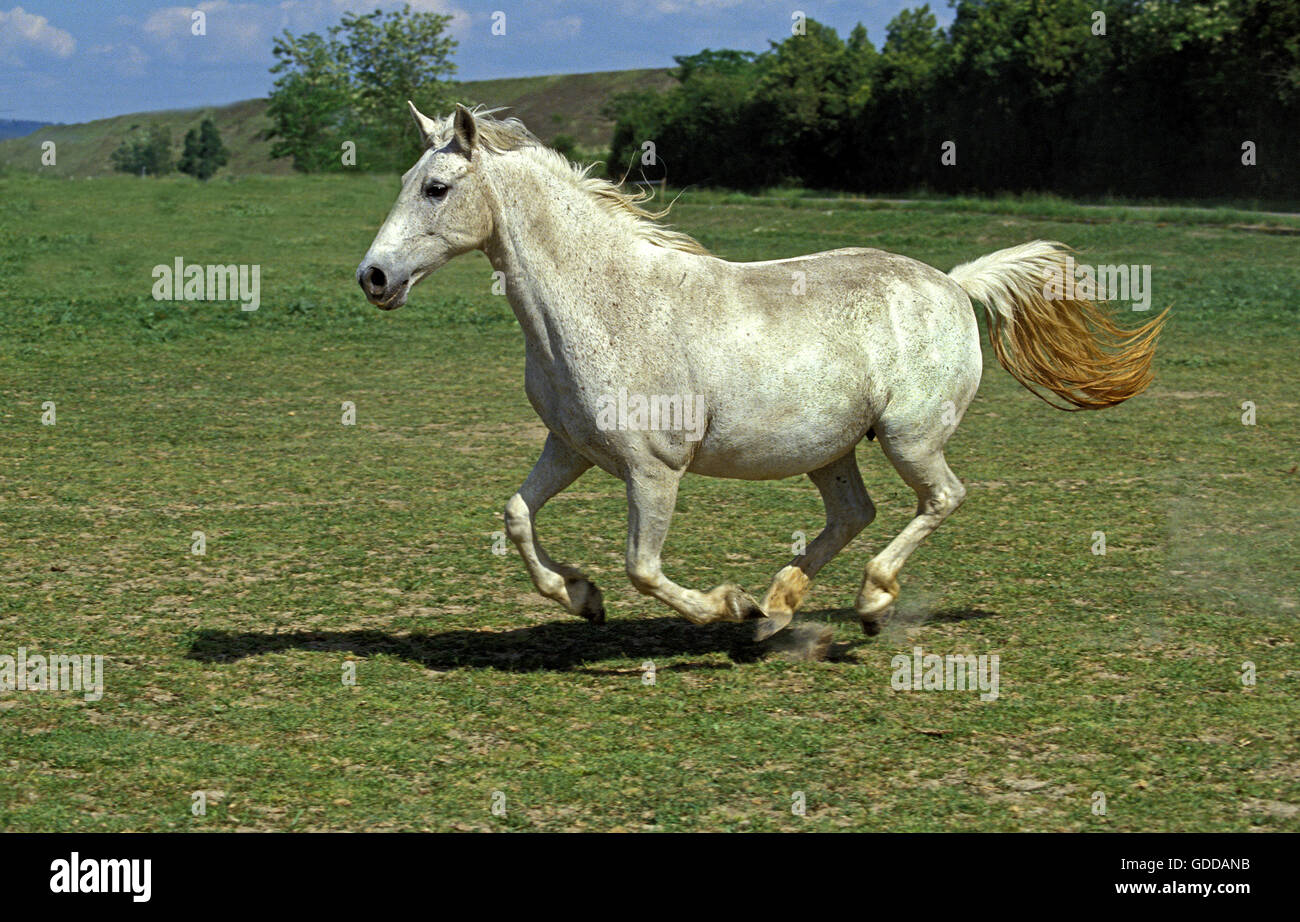 Lipizzan cavalli al galoppo per adulti attraverso il prato Foto Stock
