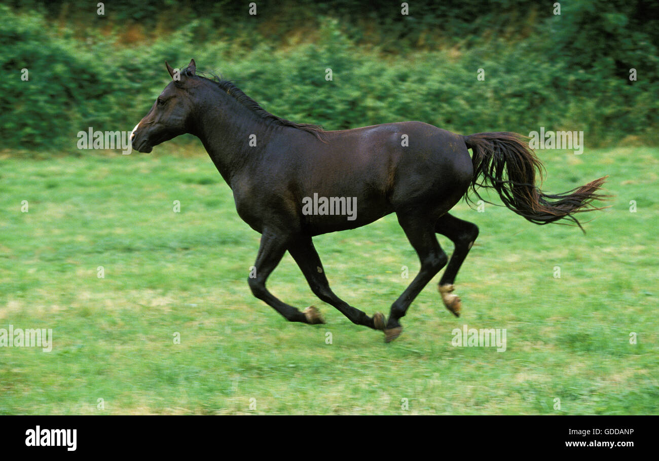 Shagya cavallo galoppante degli adulti attraverso il prato Foto Stock