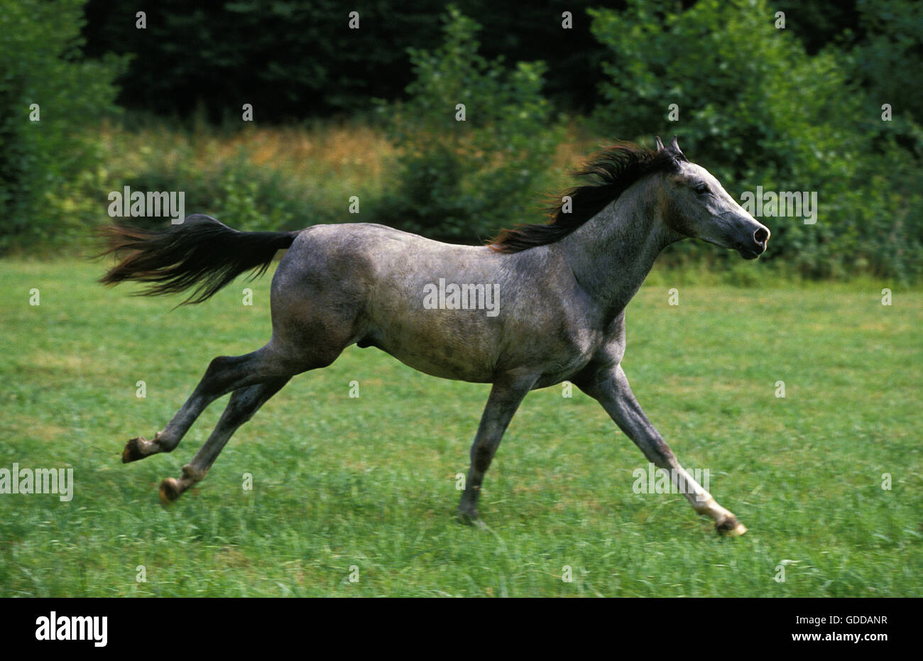 Shagya cavallo galoppante degli adulti attraverso il prato Foto Stock