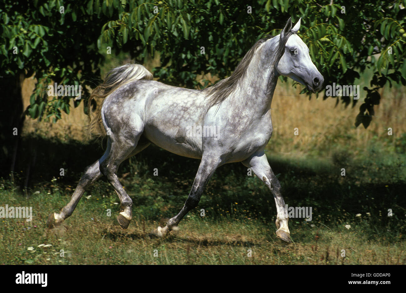 Arabian Horse, adulti di trotto in Prato Foto Stock