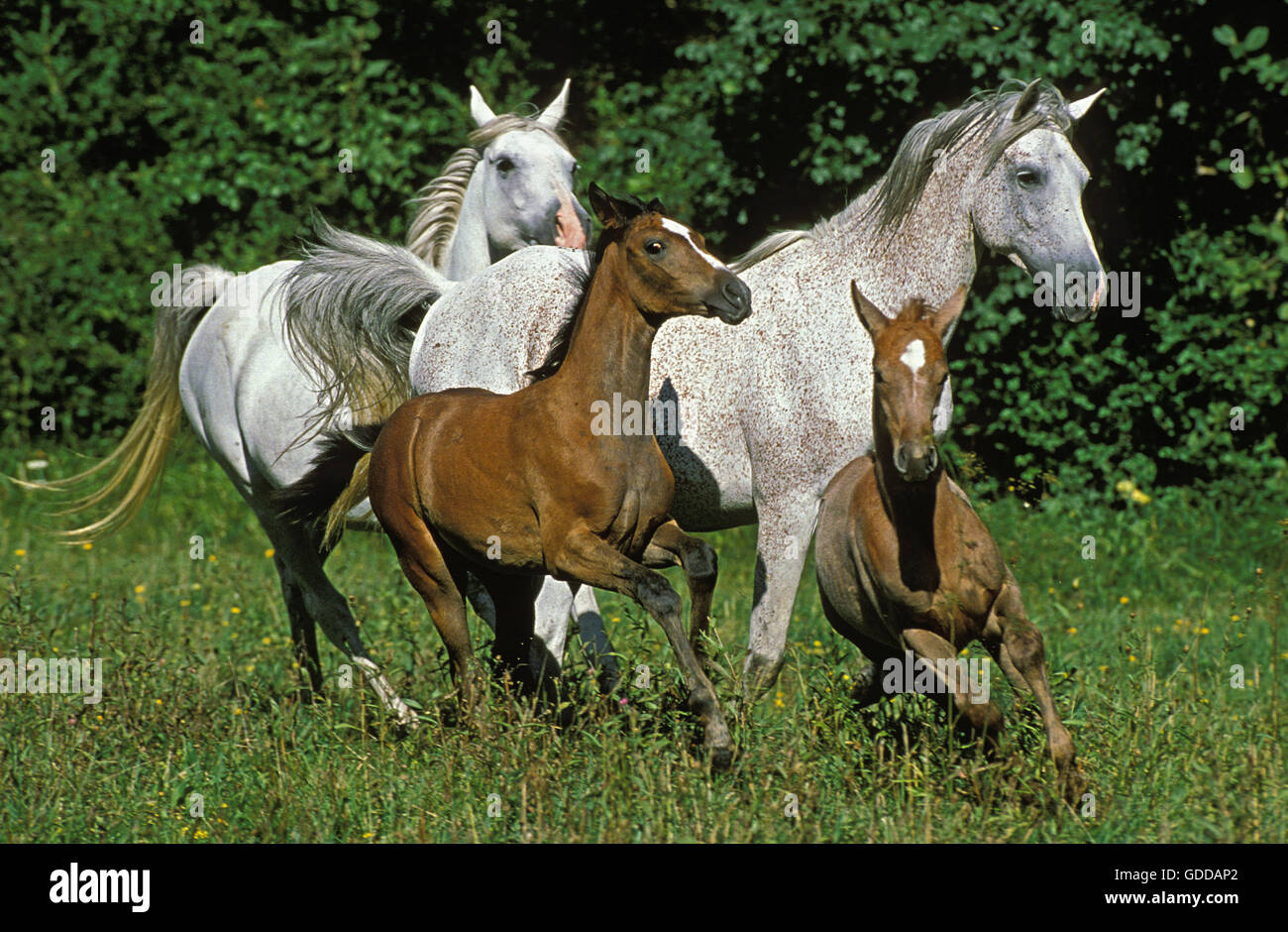 ARABIAN HORSE, giumente con puledri galoppo attraverso Prato Foto Stock