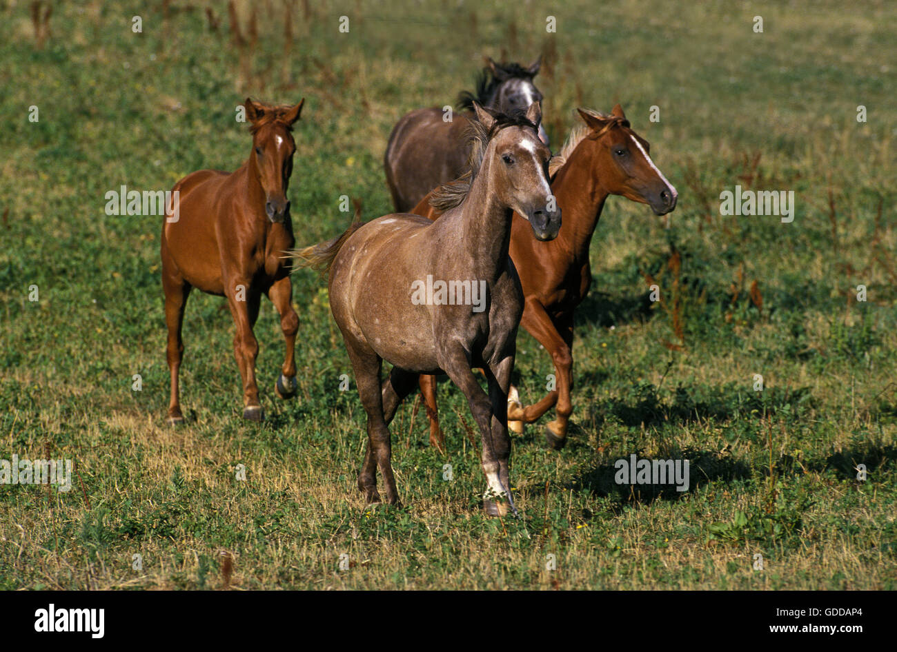 ARABIAN HORSE, allevamento al galoppo nel paddock Foto Stock