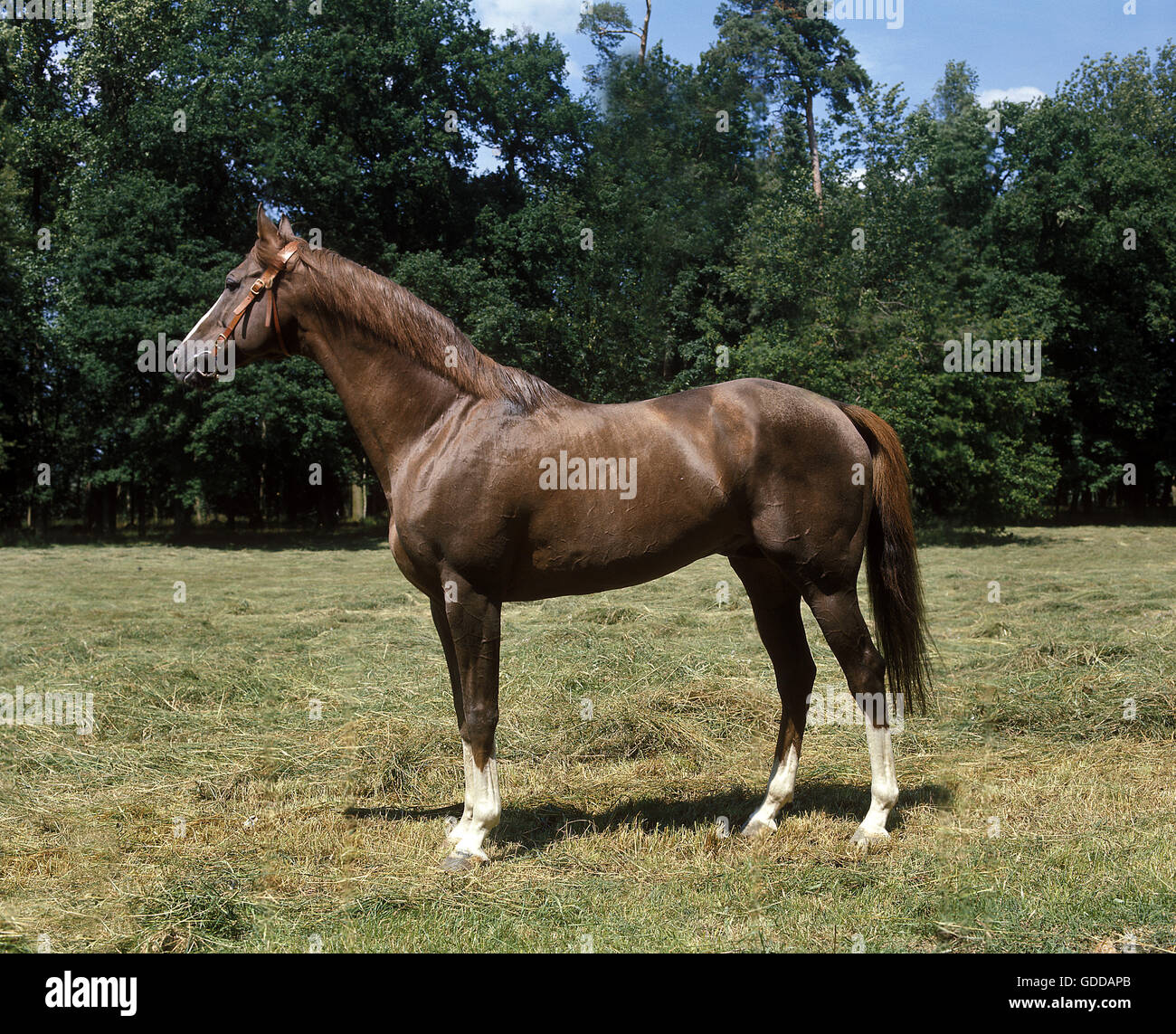ARABIAN HORSE, ADULTI IN PIEDI SULL'ERBA Foto Stock
