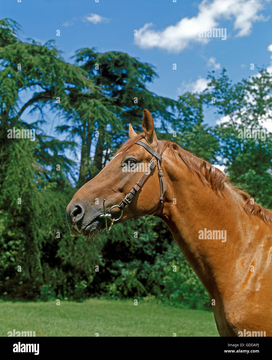 Selle Francais cavallo adulto Foto Stock