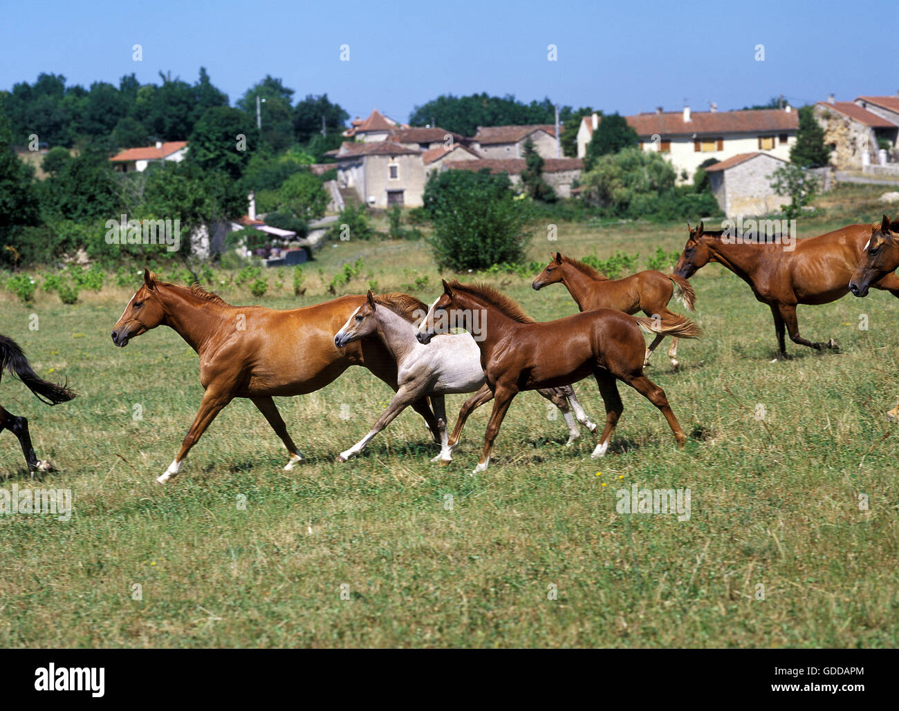 Anglo Arabo, cavallo galoppante della mandria attraverso Prato Foto Stock