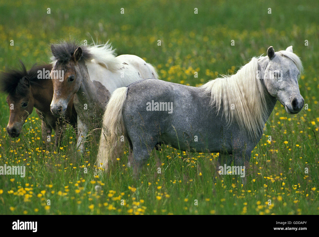 Americano di cavalli in miniatura, ALLEVAMENTO IN PIEDI IN PRATO Foto Stock