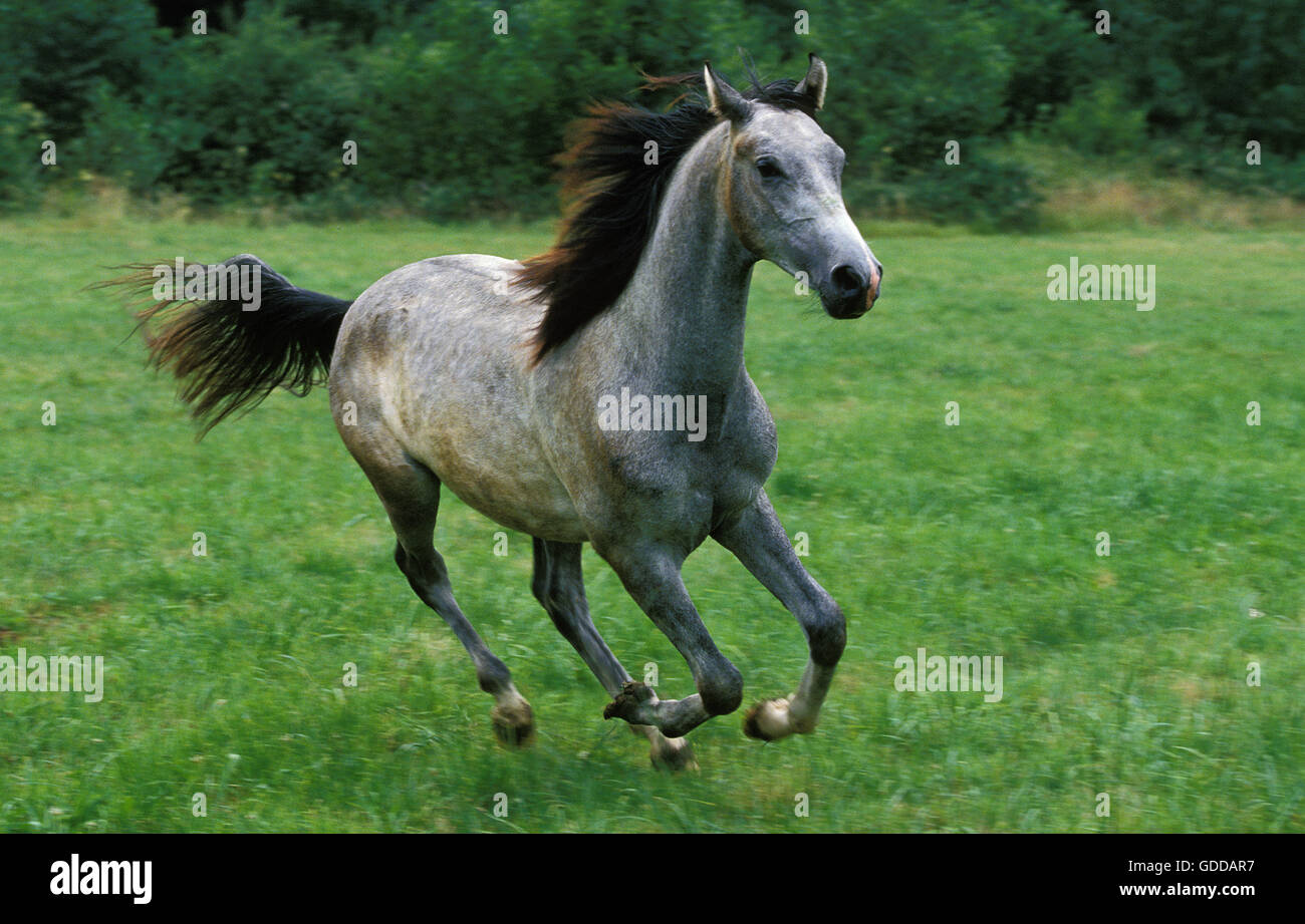 Shagya cavallo galoppante degli adulti attraverso il prato Foto Stock