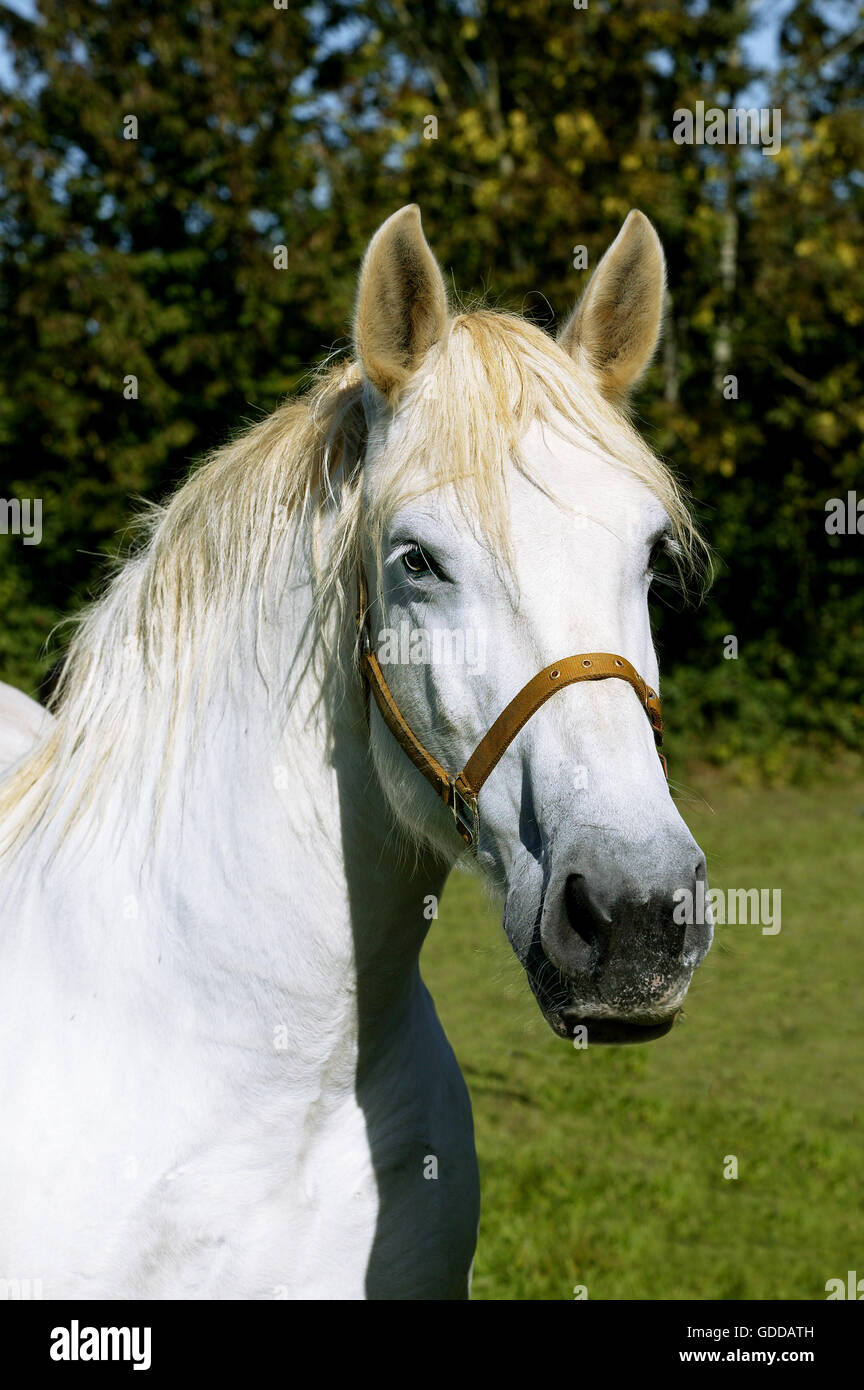 Cavallo PERCHERON, ritratto di adulto capezza da indossare Foto Stock