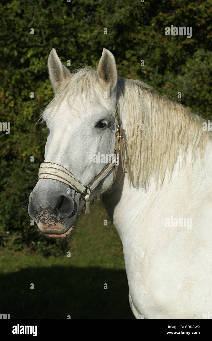 Cavallo Percheron, ritratto con la briglia Foto Stock