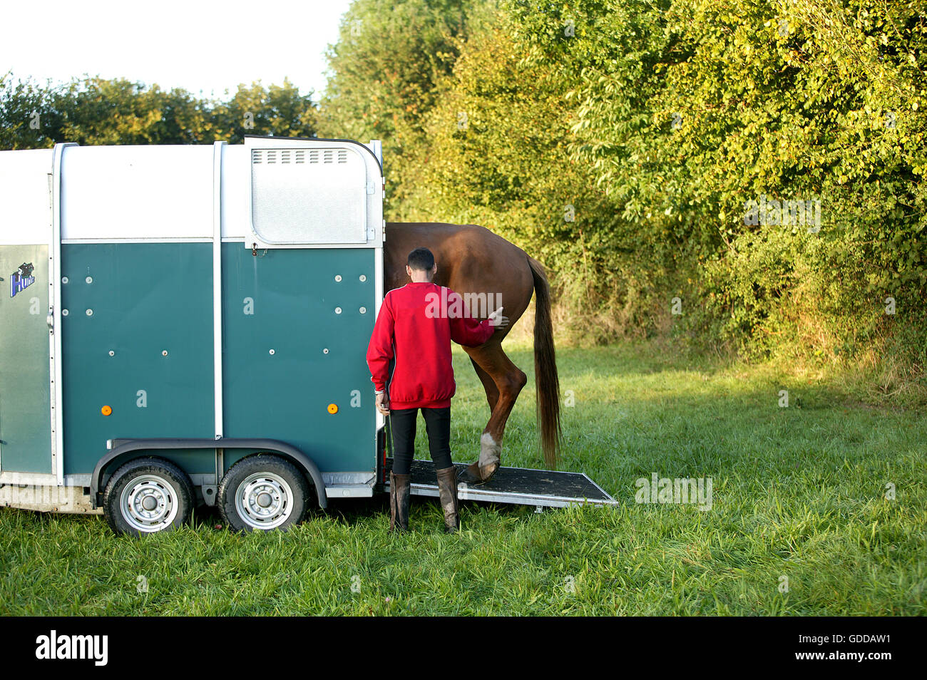 L'uomo con il suo Selle Francais cavallo entrando in un cavallo rimorchio Foto Stock