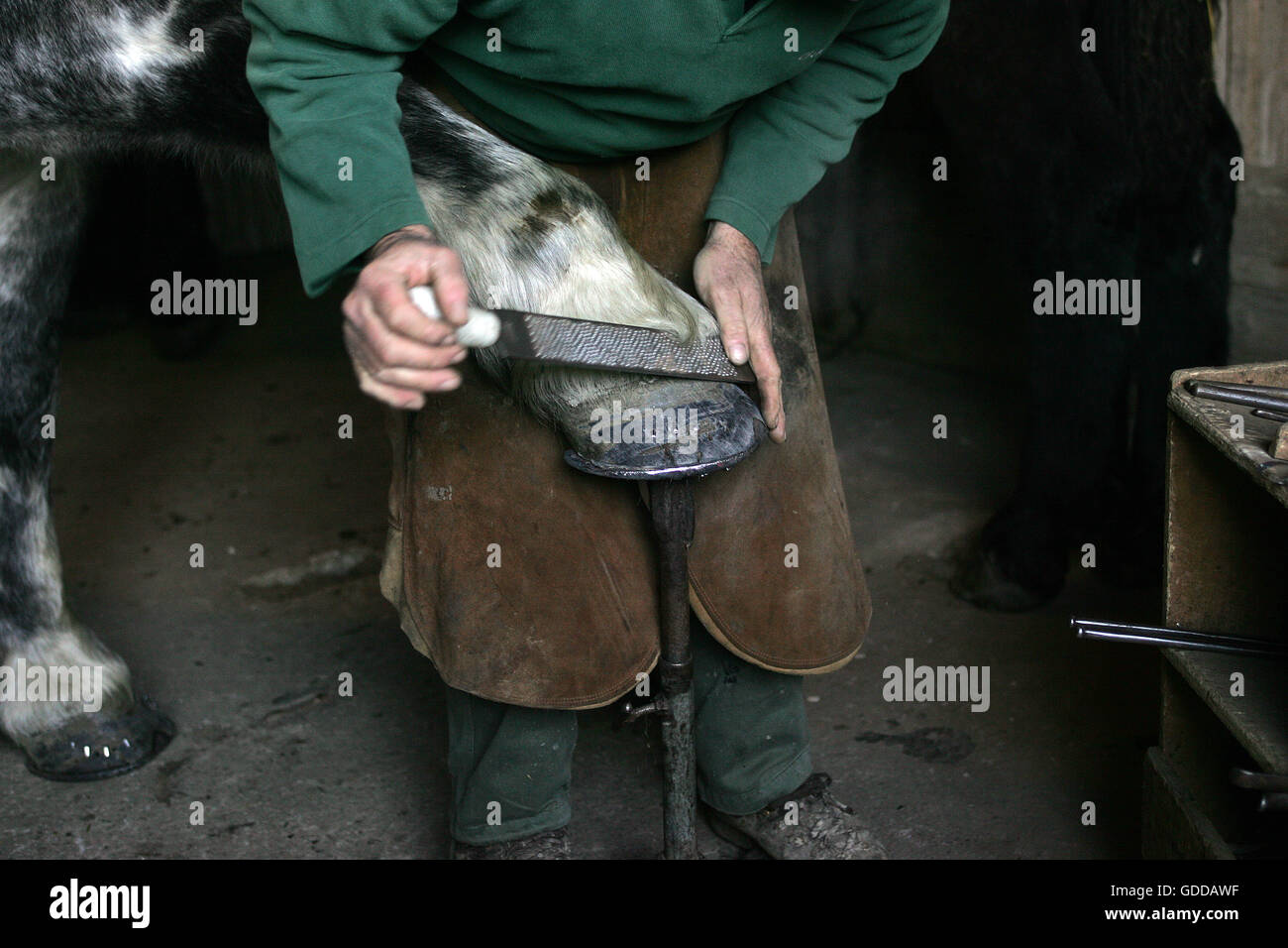Fabbro con cavallo Percheron, zoccolo di raschiatura Foto Stock
