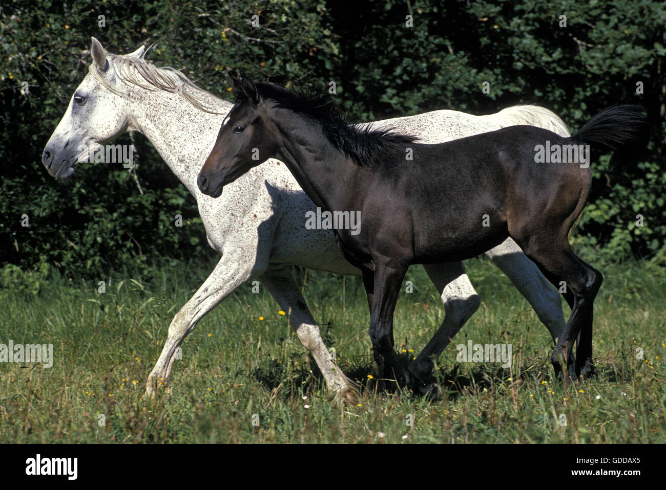 Arabian Horse, il mare e il puledro trotto attraverso Prato Foto Stock