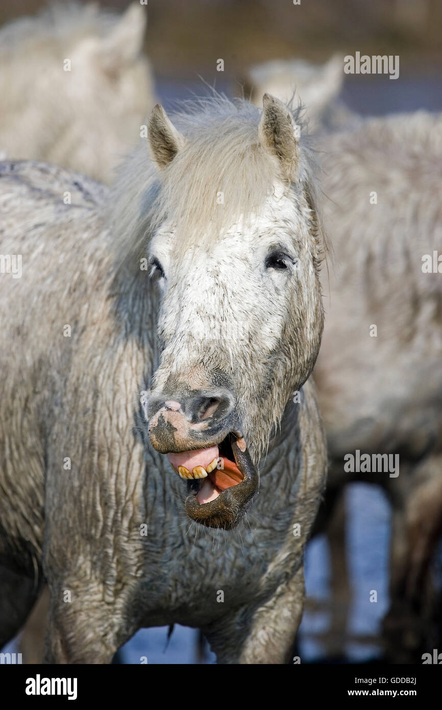 Cavalli Camargue, Funny Face, Saintes Marie de la Mer in Camargue, nel sud della Francia Foto Stock