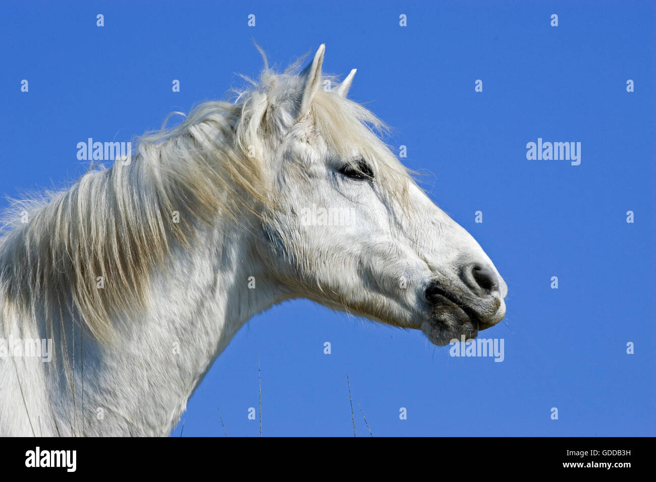 Cavalli Camargue, SAINTES MARIE DE LA MER NEL SUD DELLA FRANCIA Foto Stock