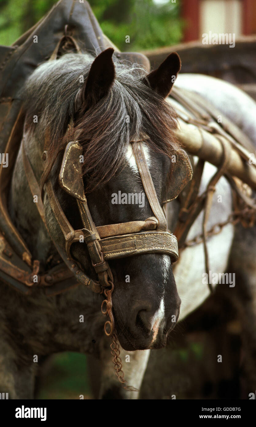 Progetto di cavallo con sistema di cavi Foto Stock