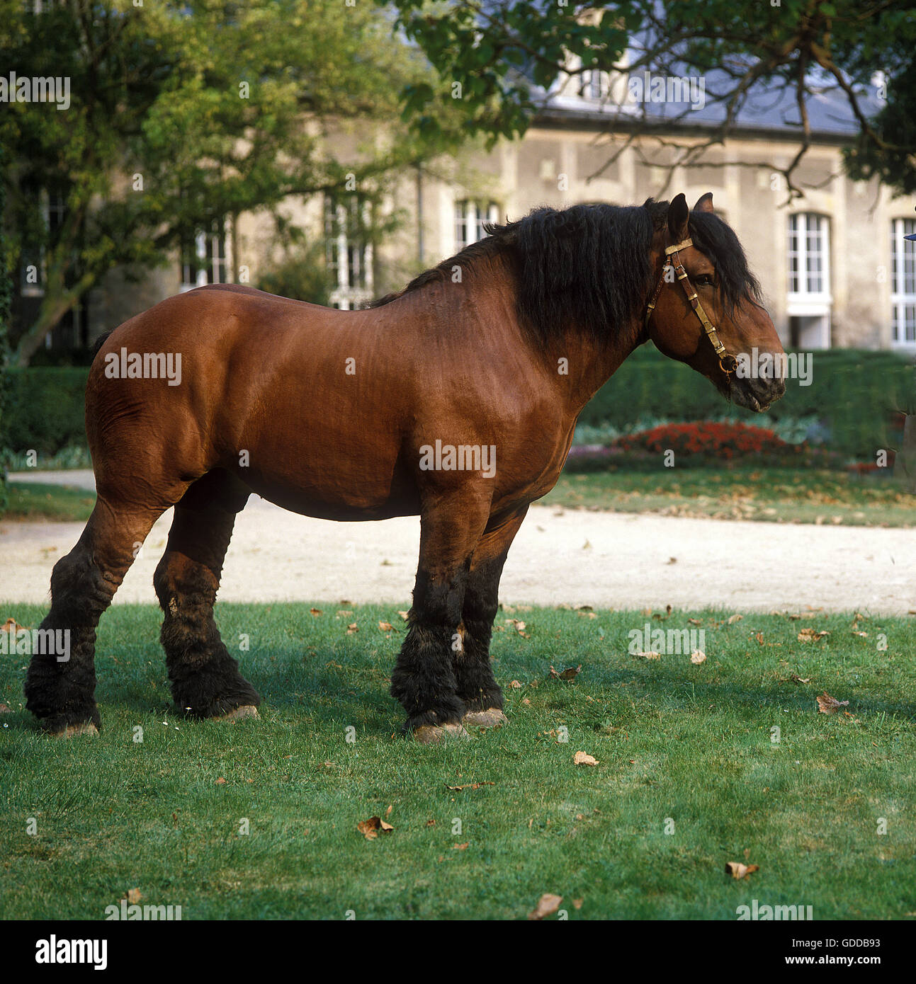 Ardenese cavallo, stallone al Haras de Compiègne in Francia Foto Stock