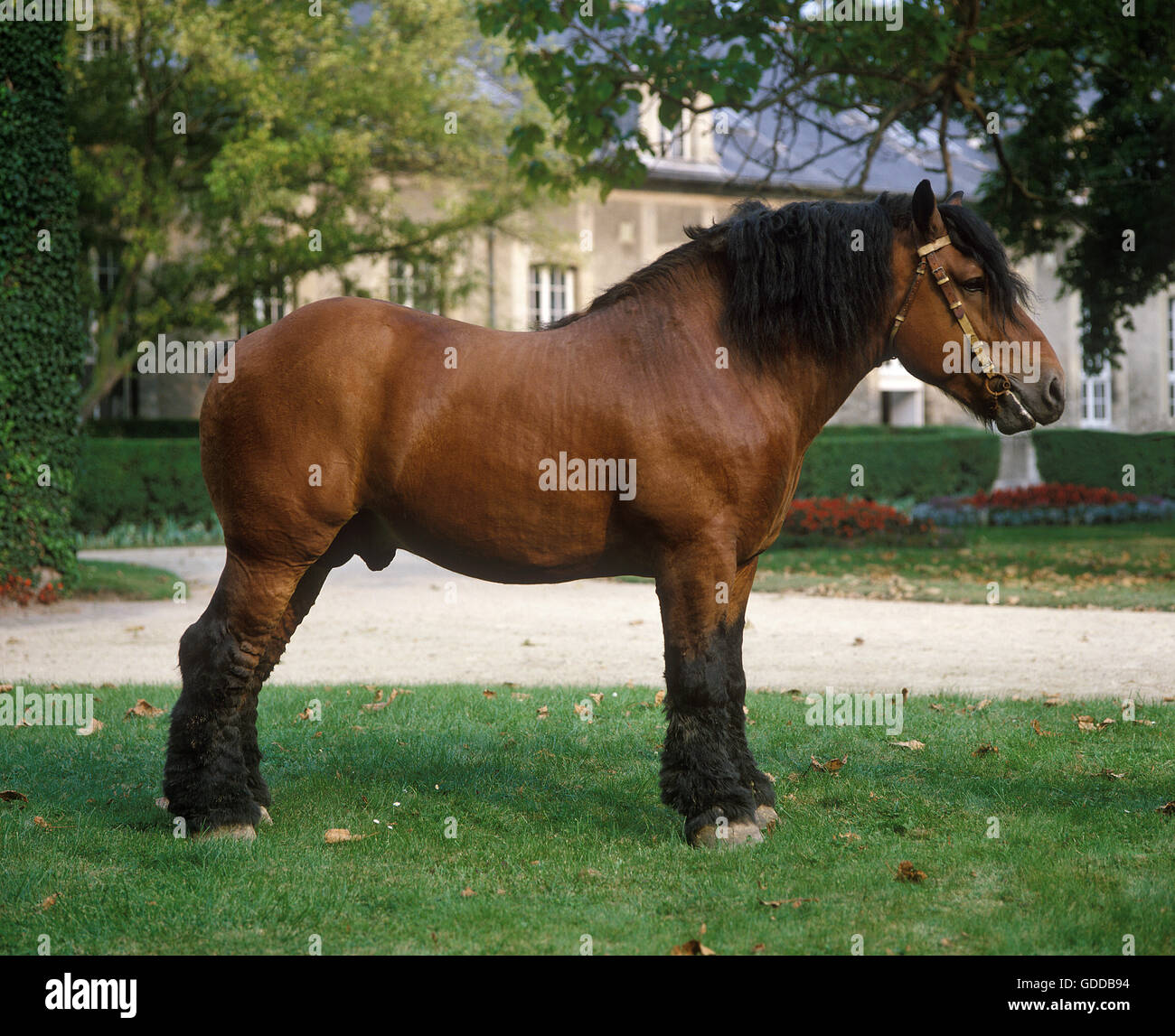 Cavallo ARDENESE all'HARAS DE COMPIÈGNE IN FRANCIA Foto Stock