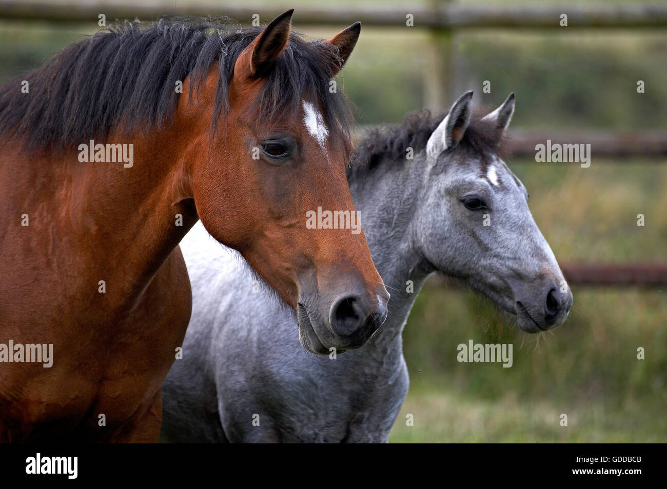 Pony Connemara, Ritratto di Mare e puledro Foto Stock
