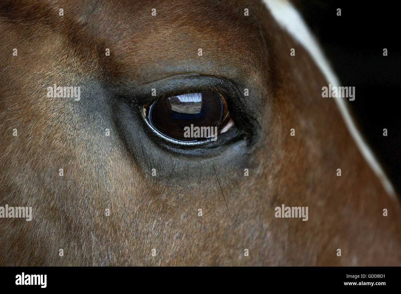 Testa di cavallo, close-up di occhio Foto Stock