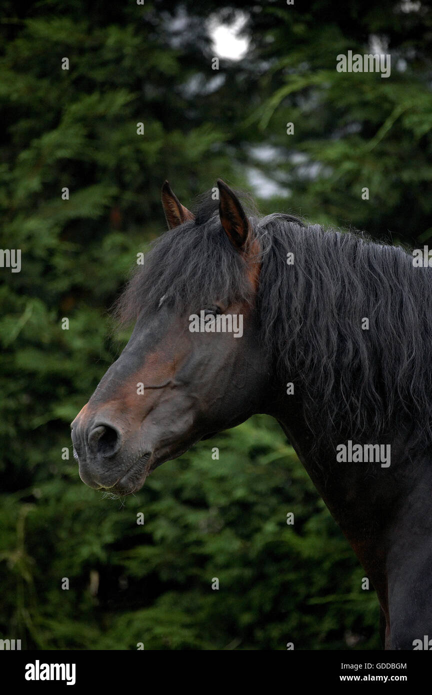 Puro Cavallo Spagnolo, Ritratto Foto Stock