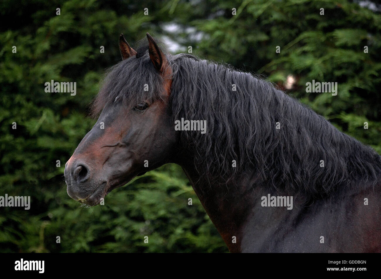 Puro Cavallo Spagnolo o PRE, Ritratto di adulto Foto Stock