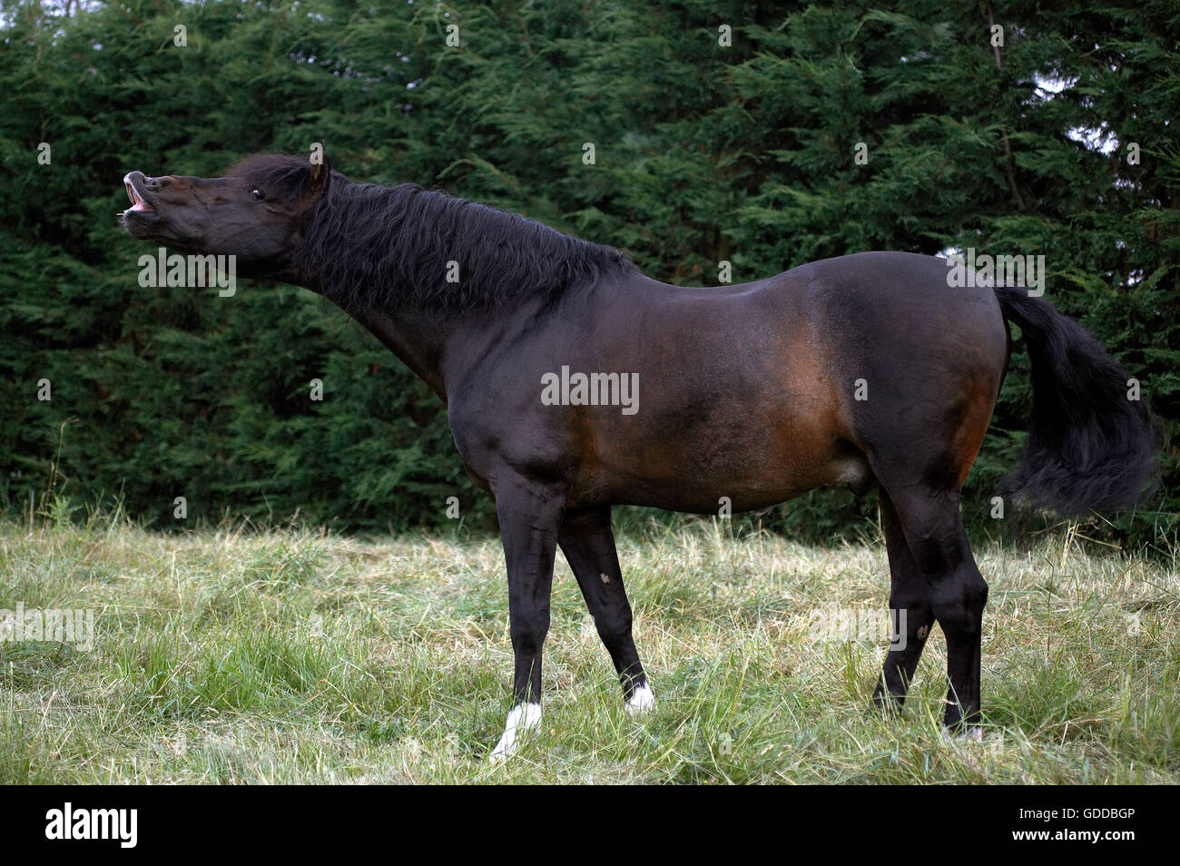Puro Cavallo Spagnolo, Adulti Flehming, Foto Stock