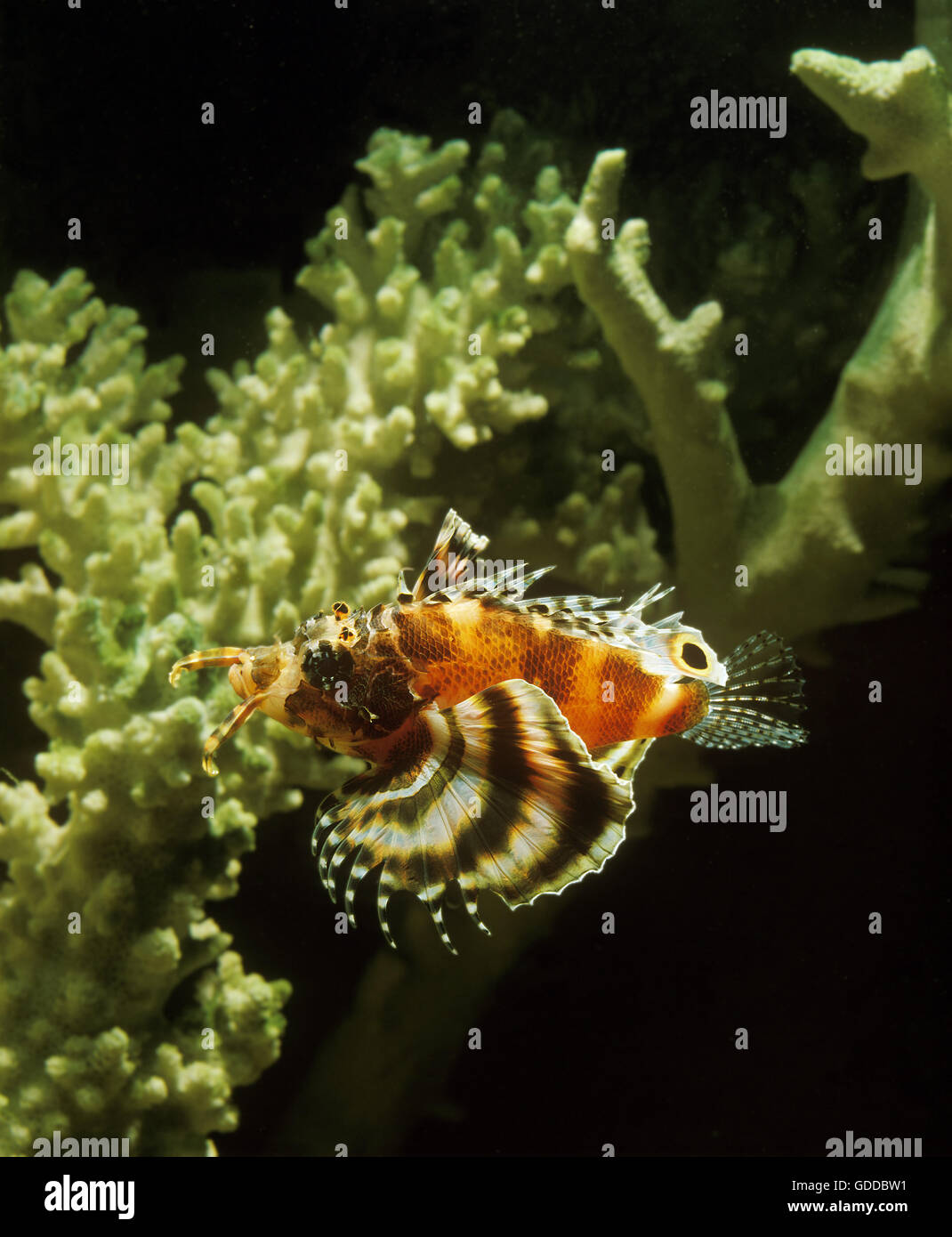 Twospot Turkeyfish, dendrochirus biocellatus, Adulti vicino a Coral Foto Stock