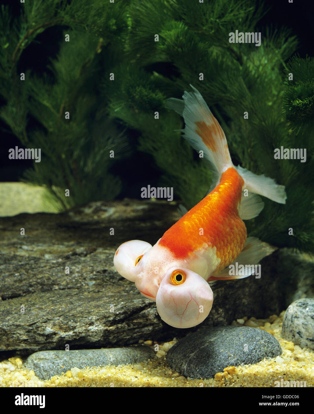 Bubble Eye Goldfish, Carassius auratus Foto Stock