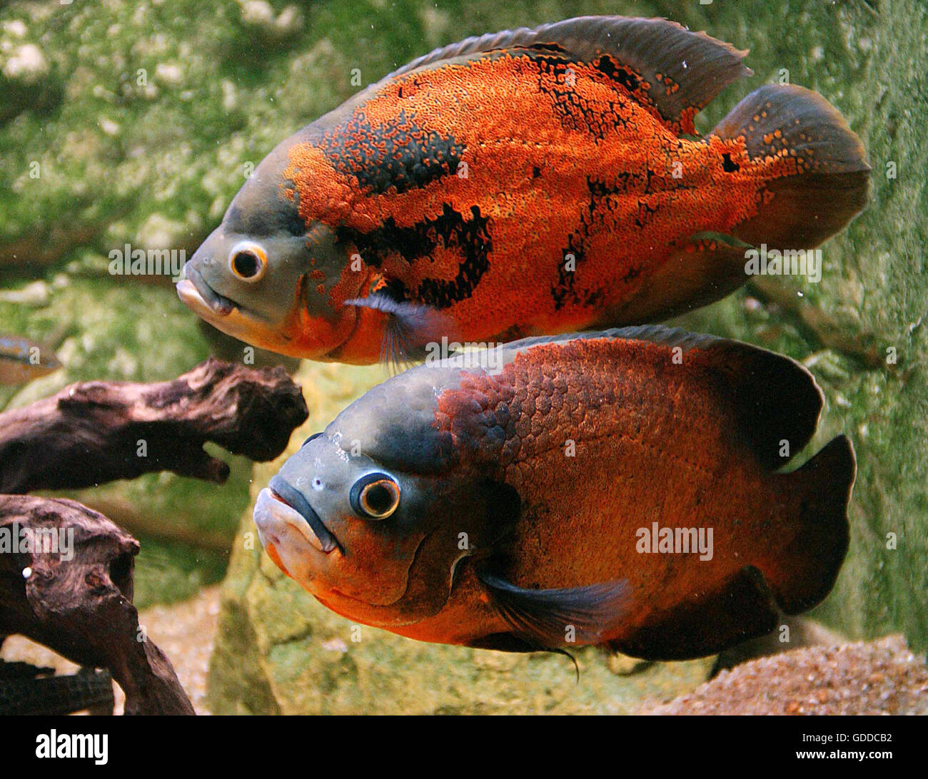 TIGER PESCE OSCAR Astronotus ocellatus, CICHLID DELL AMERICA DEL SUD Foto  stock - Alamy