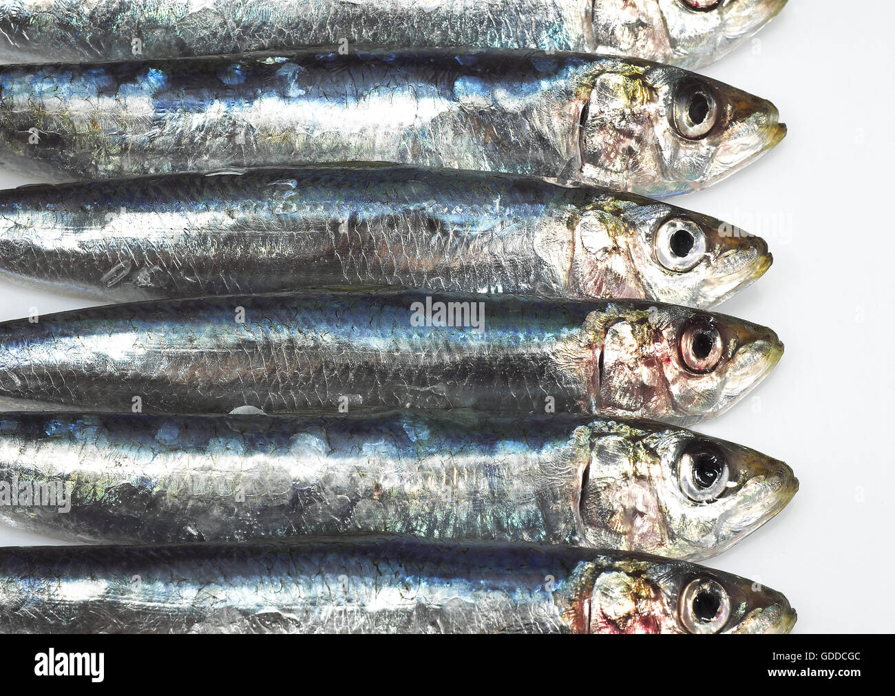La sardina, sardina pilchardus, pesce fresco contro uno sfondo bianco Foto Stock