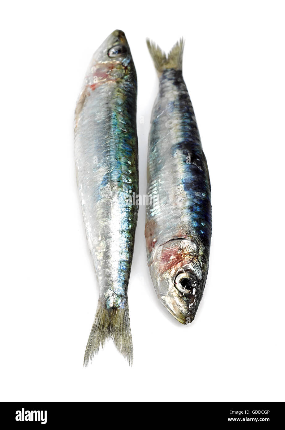La sardina, sardina pilchardus, pesce fresco contro uno sfondo bianco Foto Stock