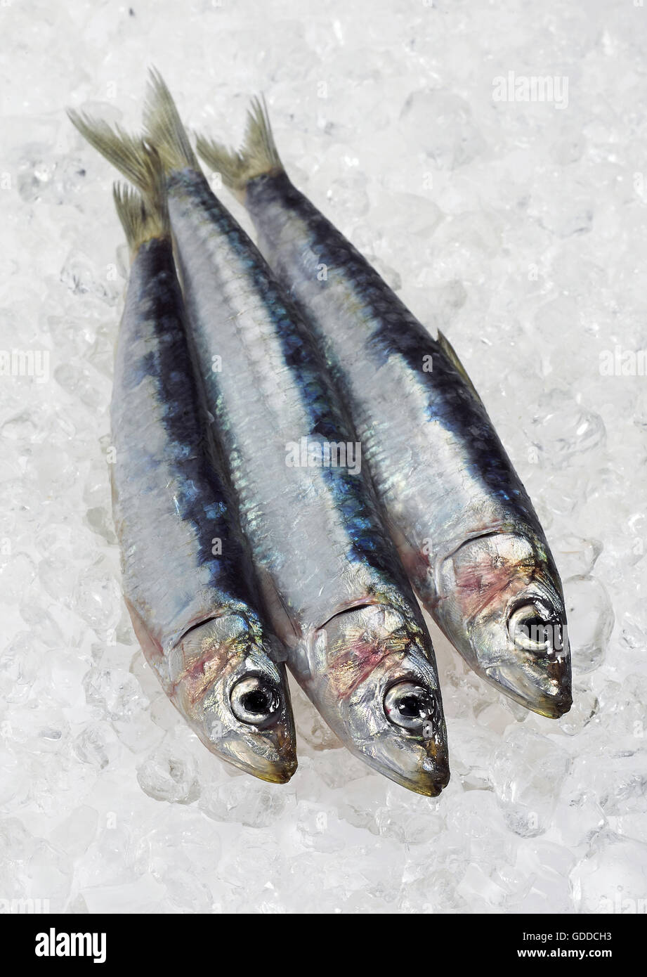 La sardina, sardina pilchardus, pesce fresco su ghiaccio Foto Stock