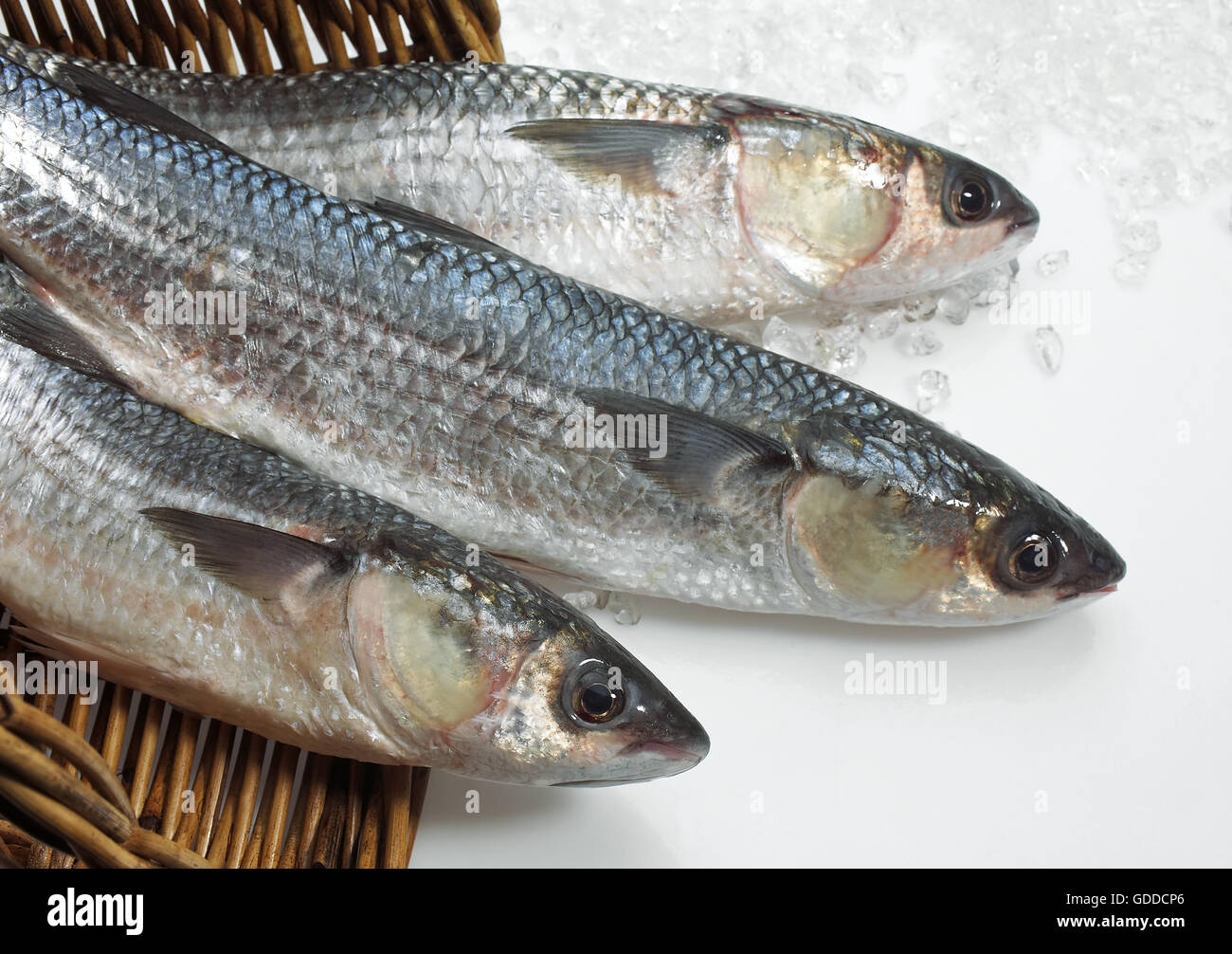 MULLET chelon labrosus in un cestello di ghiaccio Foto Stock