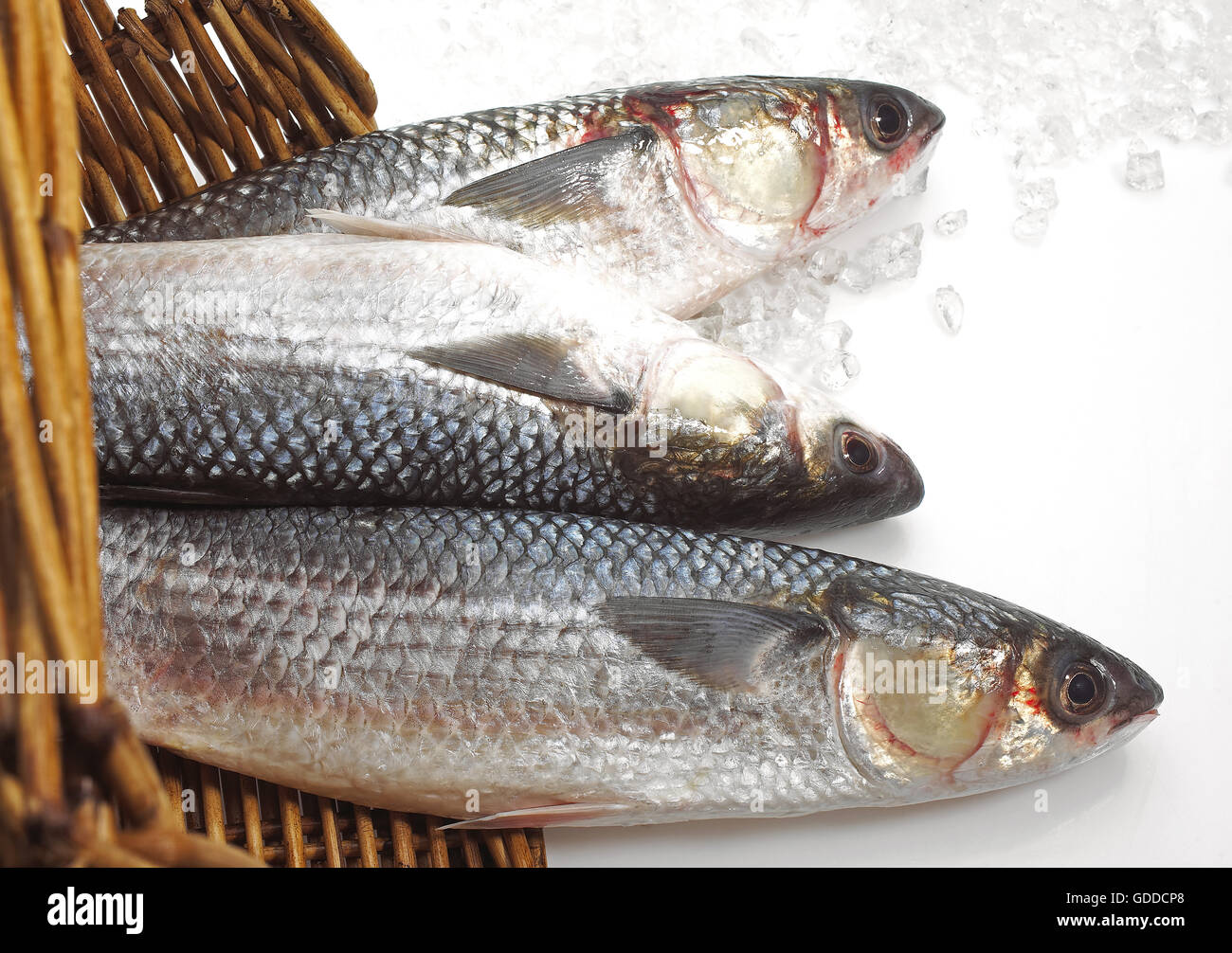 Cefalo, chelon labrosus, pesce fresco su ghiaccio Foto Stock