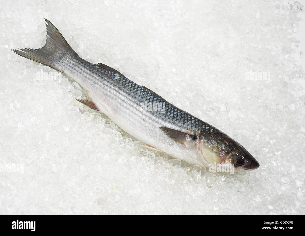 Cefalo, chelon labrosus, pesce fresco su ghiaccio Foto Stock