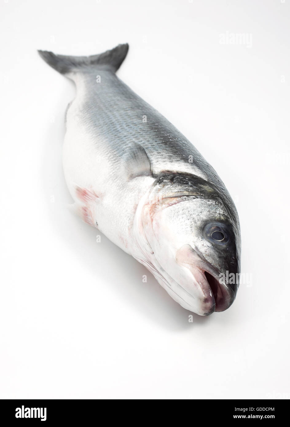 BASS fresca contro uno sfondo bianco Foto Stock