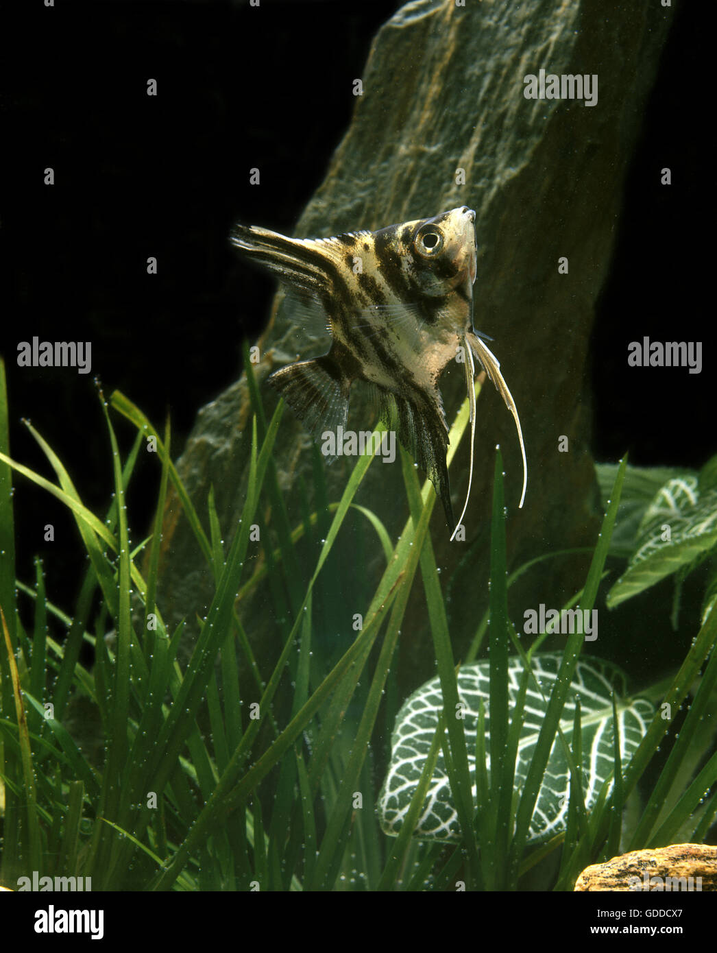 Angelfish, Pterophyllum scalare, adulti, pesci d'acquario Foto Stock