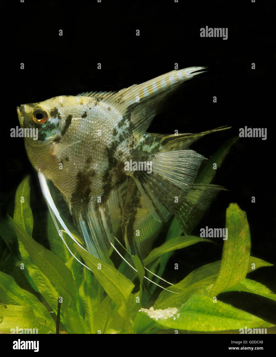 Angelfish, Pterophyllum scalare, adulti, pesci d'acquario Foto Stock