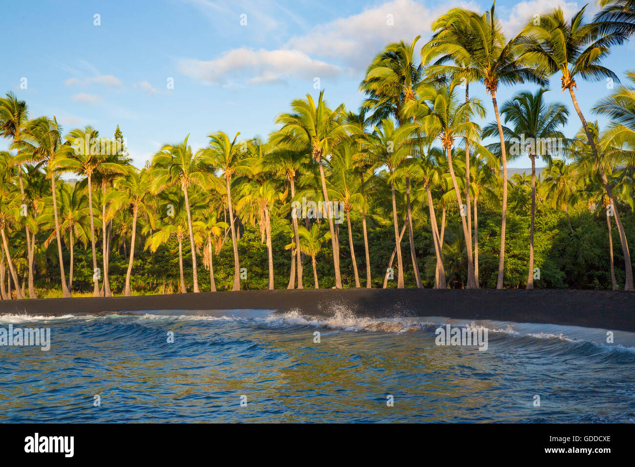 Grande Isola,palme,Punaluu,spiaggia di sabbia nera,Grande Isola,STATI UNITI D'AMERICA,Hawaii,l'America,palme, Foto Stock