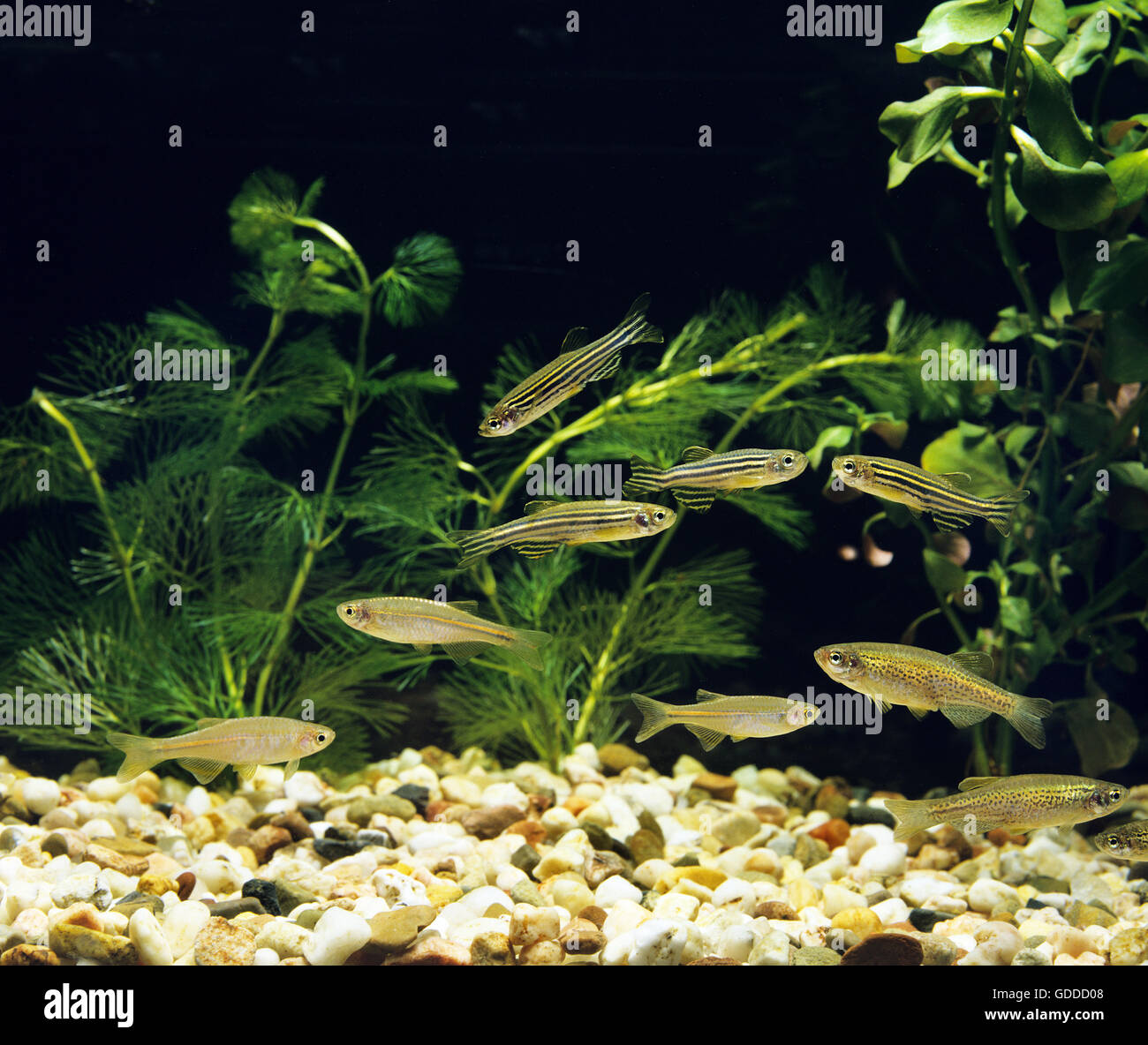 Acquario con perla Danio, brachydanio albolineatus, Leopard Danio, brachydanio frankei e Zebra Danio Pesci, brachydanio rerio Foto Stock
