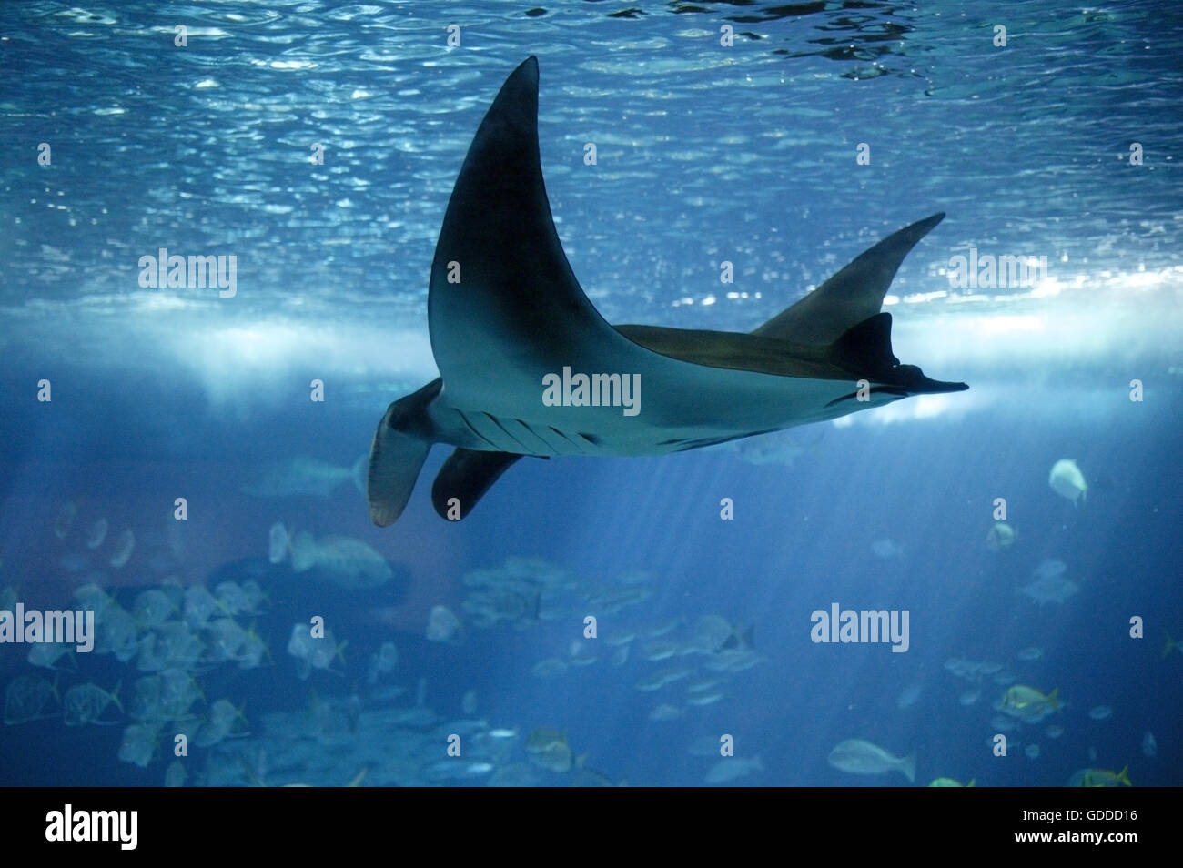 Manta Ray, manta alfredi, adulto, vista subacquea Foto Stock