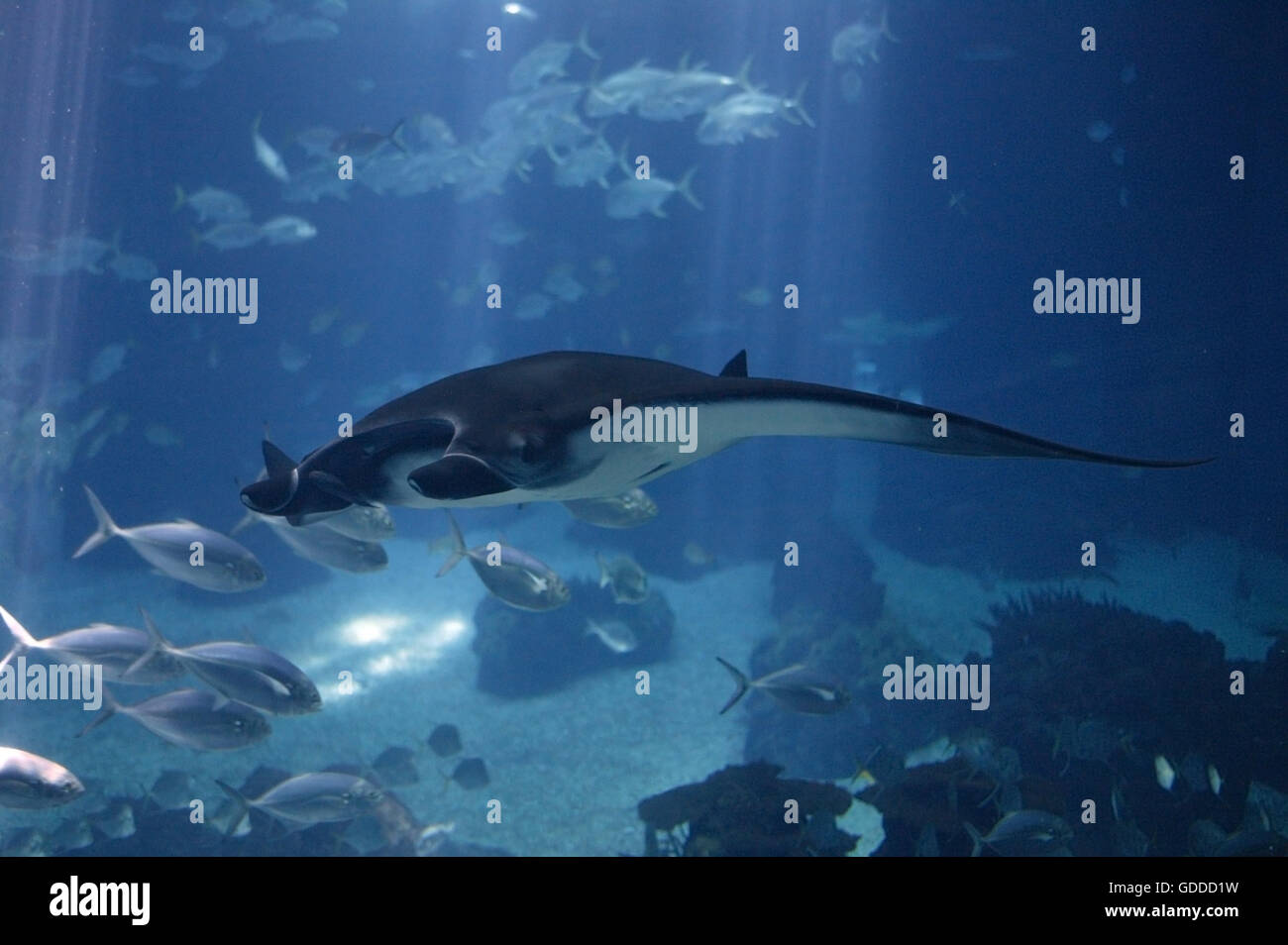 Manta Ray, manta alfredi, adulto, vista subacquea Foto Stock