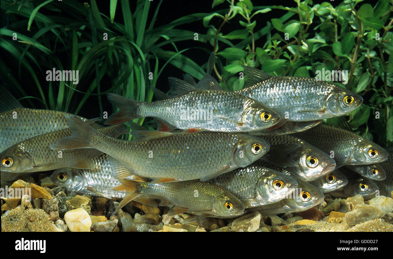 Roach, Rutilus rutilus Foto Stock