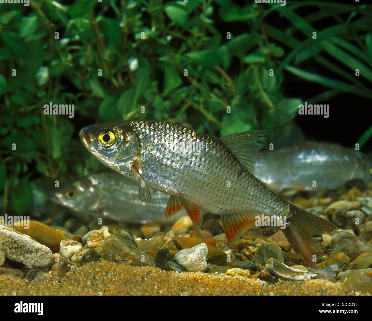 Roach, Rutilus rutilus, Adulti Foto Stock