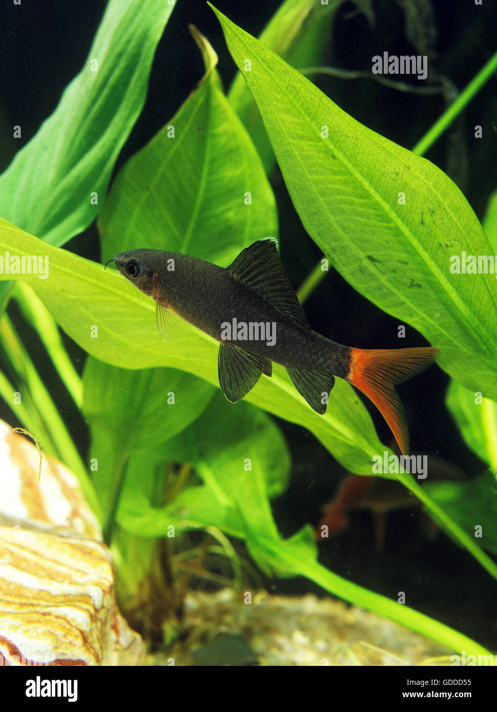 RED-tailed LABEO nero o rosso-tailed BLACK SHARK epalzeorhynchus bicolor Foto Stock