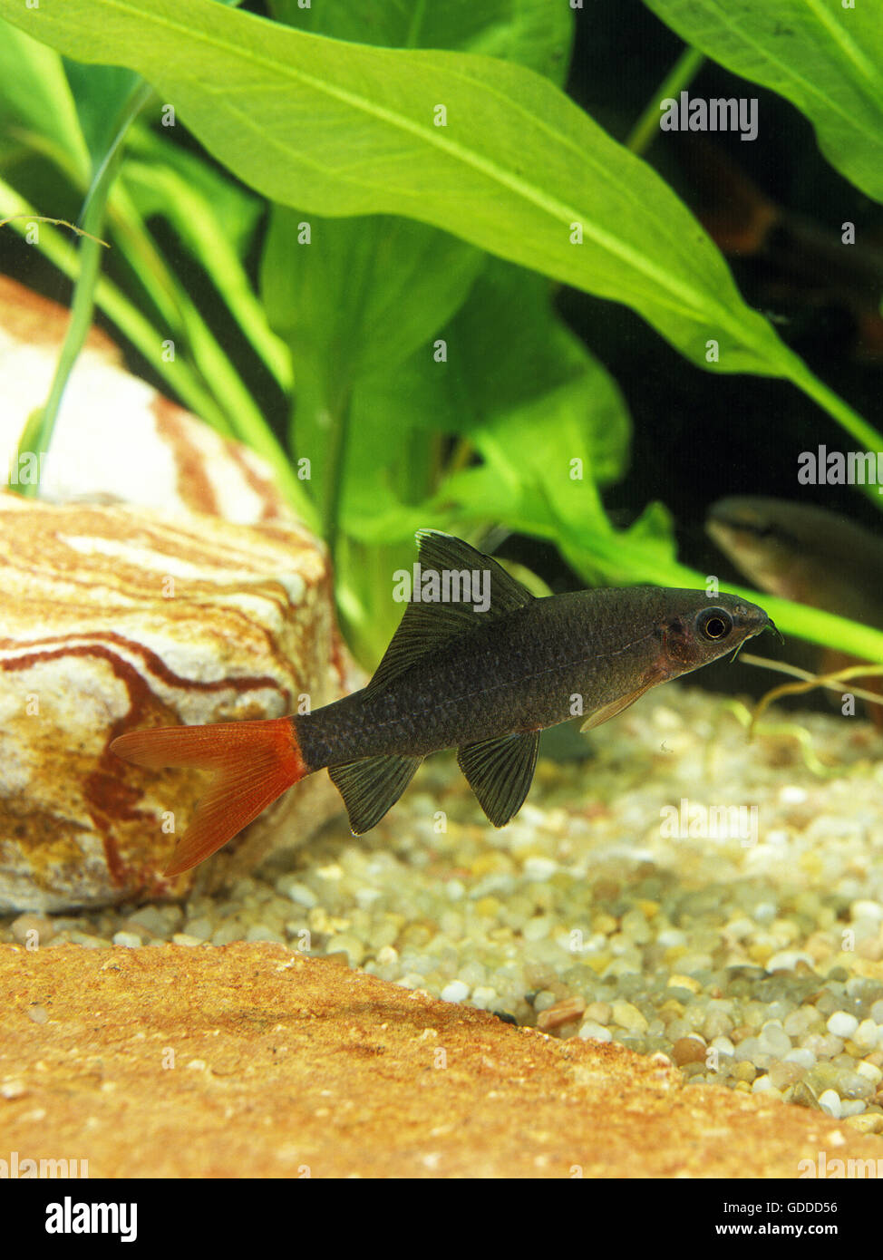 RED-tailed LABEO nero o rosso-tailed BLACK SHARK epalzeorhynchus bicolor Foto Stock